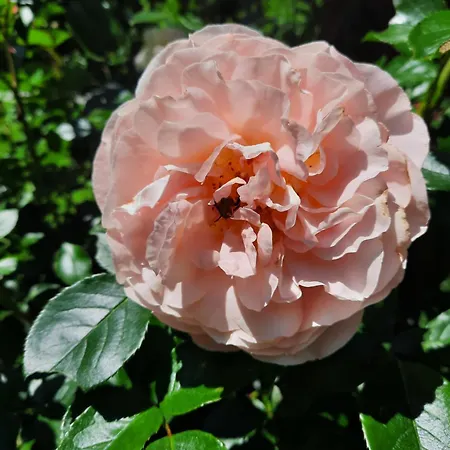 別荘 Laimerbauer *